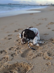  Cooper on the Beach with Hexa 